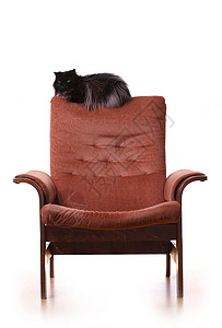 大胖猫在豪华的扶手椅上背景图片