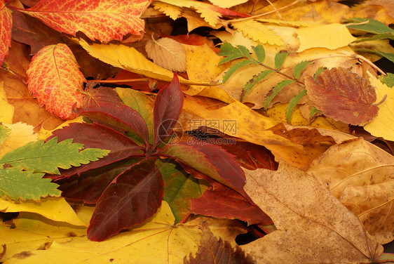 秋秋背景多彩黄色植物森林植物群红色地面装饰品花园绿色橙子图片