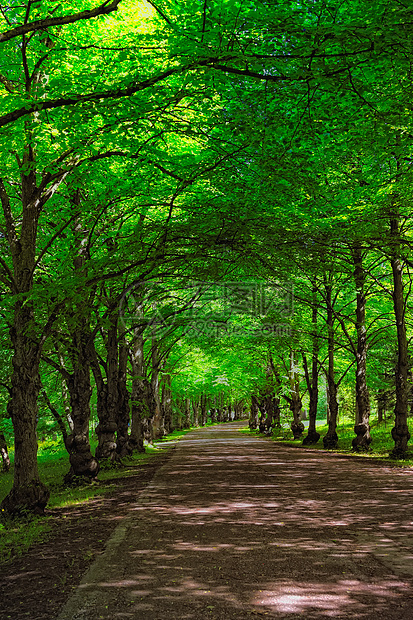 光明与阴影多叶土地树干森林绿色小路环境阳光木头叶子图片