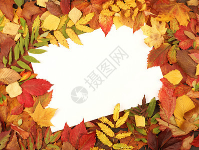 充满多彩的秋秋框架绿色季节装饰品花园橙子森林红色金子地面黄色图片