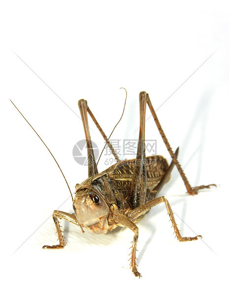 蝗虫昆虫白色动物棕色宏观眼睛天线图片
