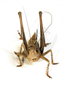 蝗虫棕色眼睛昆虫动物白色宏观天线图片