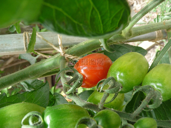 和红绿色的青绿多色番茄叶子水果园艺植被生长植物群花园树叶食物农作物图片