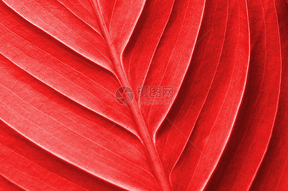 彩色背景背景墙纸生物学纹理宏观红色树叶图片