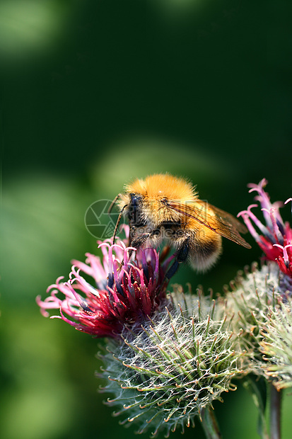 花朵上的大黄蜂行动粮食蜜蜂危险蜂蜜紫色绿色花粉荒野宏观图片