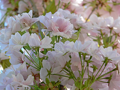 鲜花梦想太阳花园图片