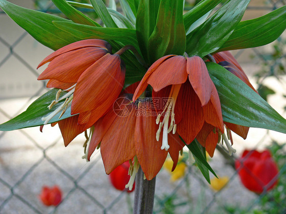 鲜花梦想太阳红色花园植物图片