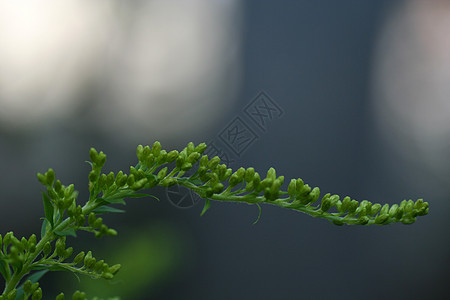 鲜花梦想花园太阳图片