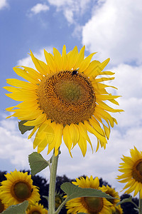 惊人的向日葵和蓝天空背景植物自由太阳蔬菜天空天气叶子生活生长阳光图片