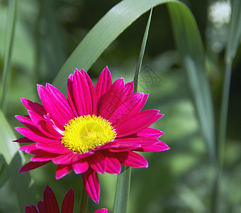 Camomilile 咖啡家庭菊花野花宏观园艺季节艺术洋甘菊花园生长图片