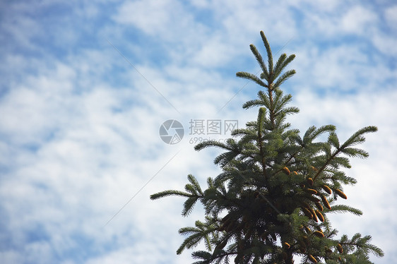 天空树木蓝色天堂场景风景树叶预测生活阳光自由图片