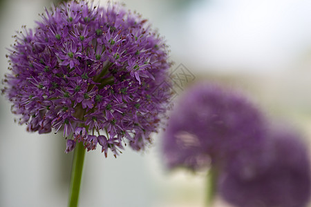 Allium 角斗者花朵阵列图片