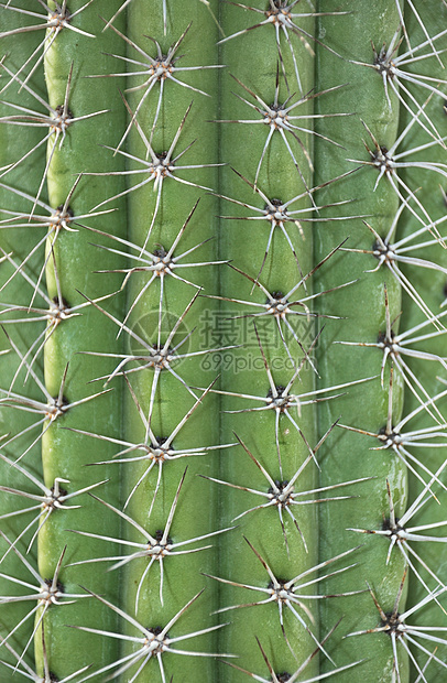 Cactus 中继器图片