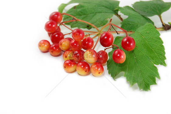 红莓果荒野红色白色灌木圆形生长叶子花瓶衬套图片