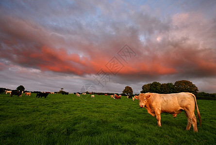 南哈姆山日落时的牛牛图片
