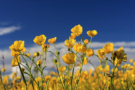 夏季外地阳光黄金生活植物花朵季节牧场蓝天物种时段图片
