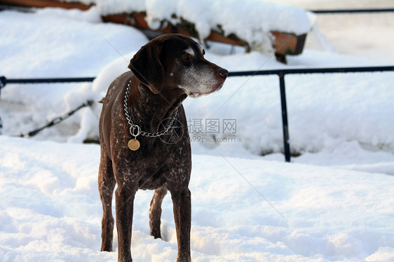 滑雪指针图片