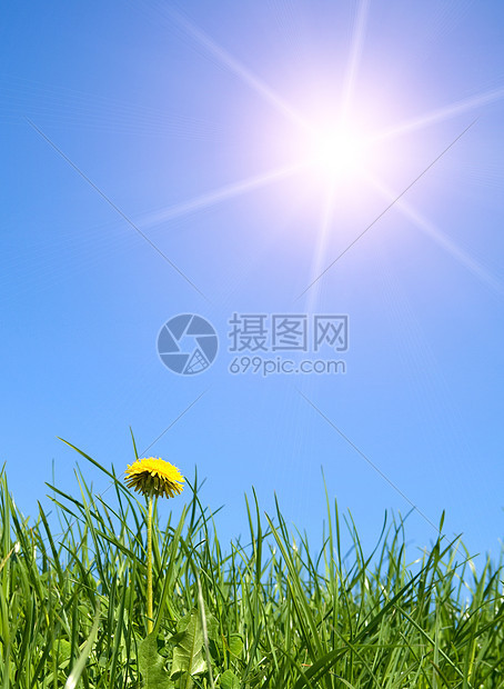 在青青青绿草中 一只黄色的花朵农场天气叶子植物群晴天公园阳光天空草原农业图片