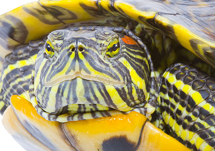 普塞德米斯编剧眼睛爬行动物受保护绿色鲇鱼生物动物野生动物乌龟爬虫图片