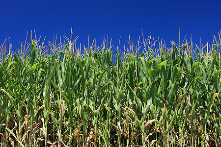 玉米田和蓝天空天空生长能源蓝色栽培粮食乙醇收获业务场地图片