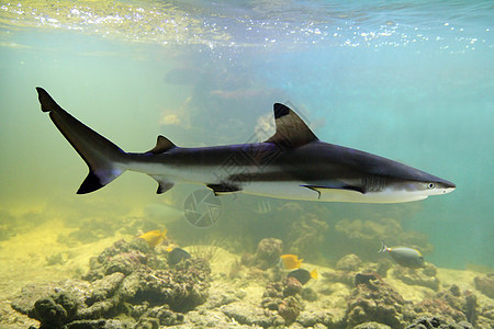 鲨鱼海洋水族馆游泳热带捕食者野生动物动物珊瑚生活图片