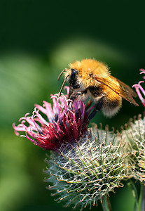 花朵上的大黄蜂粮食行动植物危险宏观绿色蜜蜂野生动物昆虫文化图片