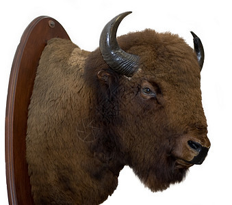 Bison 头毛皮家畜男性水牛濒危野牛荒野野生动物哺乳动物牛角图片