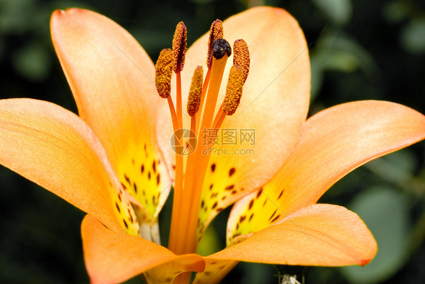 老虎莉莉美丽橙子植物群斑点宏观百合植物荒野花瓣活力图片