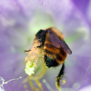 蜜蜂收集花粉漏洞昆虫花朵植物群工作食物熊蜂花瓣黄色翅膀图片