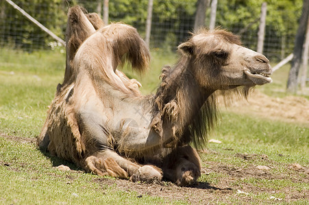 骆驼哺乳动物动物园植被毛皮荒野动物群图片
