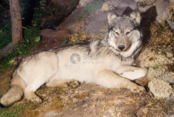 狼荒野野生动物说谎犬类食肉地面捕食者生物岩石灰色图片