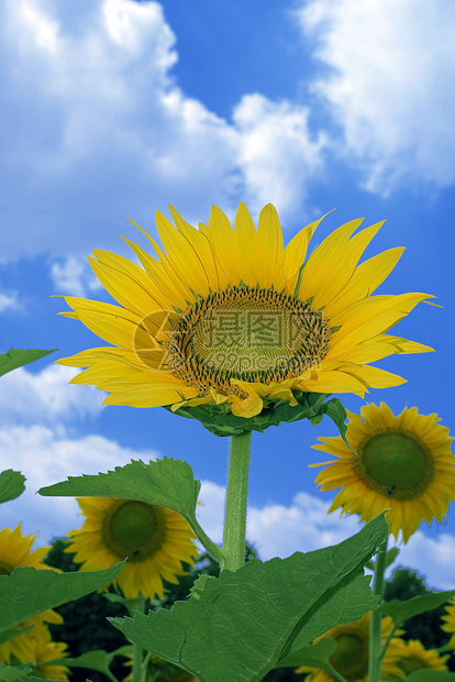 向日葵场地植物阳光生长蓝色自由蔬菜花粉花瓣场景图片