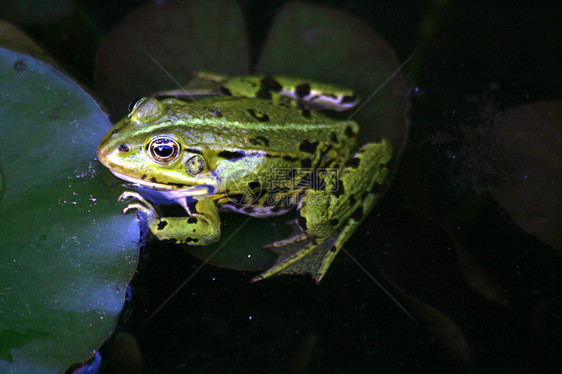 青蛙树蛙荷花环境保护宏观玫瑰蓝色野生动物植物爬虫眼睛图片