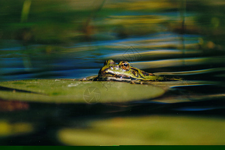 青蛙宏观蟾蜍动物池塘生物树蛙爬虫林蛙眼睛图片
