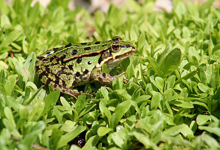 青蛙蓝色动物植物荷花池塘花瓣树蛙环境保护爬虫眼睛图片