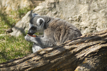狐猴哺乳动物灵长类野生动物动物灰色小吃毛皮动物园图片