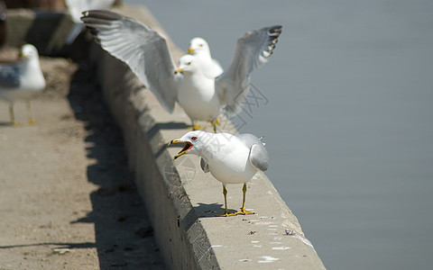 鸟白色野生动物海滩海鸟海鸥水禽自由图片