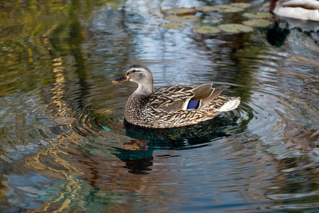 马拉德鸭游泳鸭子池塘反射涟漪野鸭野生动物羽毛图片