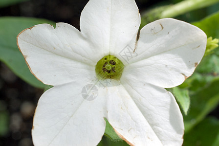 特写白花植物群绿色白色花瓣植物宏观图片