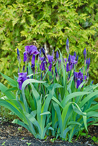 伊瑞斯植物鸢尾花紫色花瓣花园花坛图片