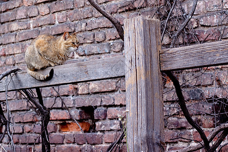 猫在围栏上柱子栅栏猎人动物裂缝红色宠物邮政尾巴午餐图片