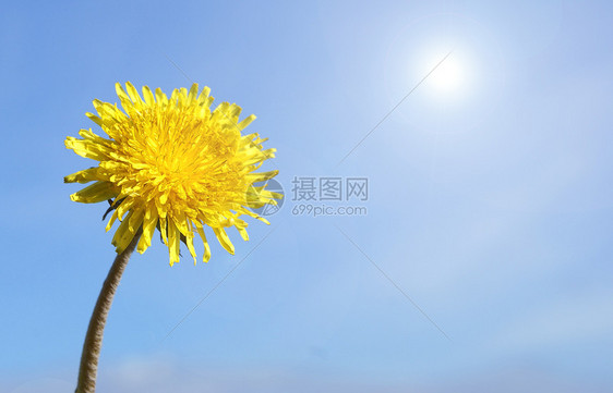 达当量花瓣黄色绿色太阳蓝色植物天空图片