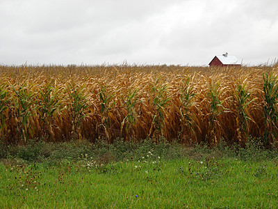 美国Cornfield和Rt 66附近农场金子植物国家房子农业牧场场地麦田玉米绿色图片