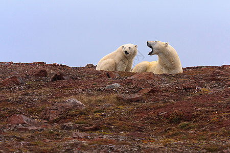 洛基山两只北极熊图片