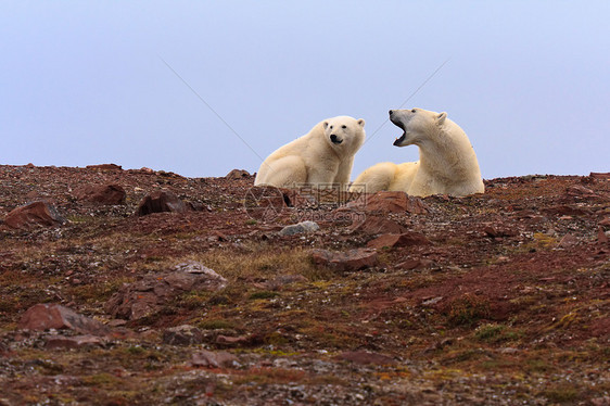 洛基山两只北极熊图片