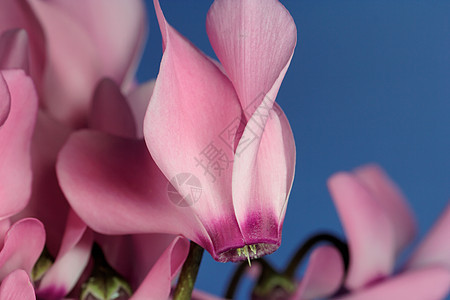 粉红色火焰花朵盆栽花瓣淡紫色叶子仙客花园宏观柔软度紫色背景图片