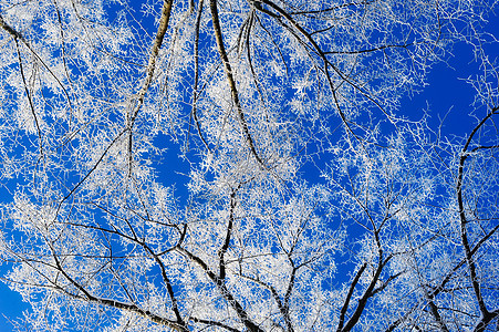 Hoarfrost 冷冻白色结晶雪花天气冻结雾凇图片