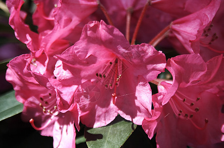 杜鹃色彩花瓣植物自然叶子区系花朵衬套黑子床单图片