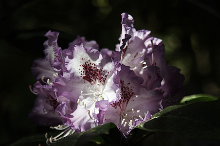 杜鹃黑子太阳花瓣场景床单花园阳光花朵花萼紫色图片