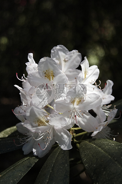 杜鹃自然花瓣活力花朵公园植物场景床单衬套色彩图片